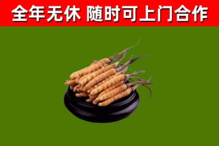 普格县回收冬虫夏草